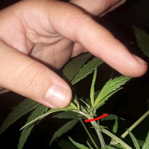 "LA NENA" - HIDROPONICA. growlog photo: Primera Apical de cabeza principal.