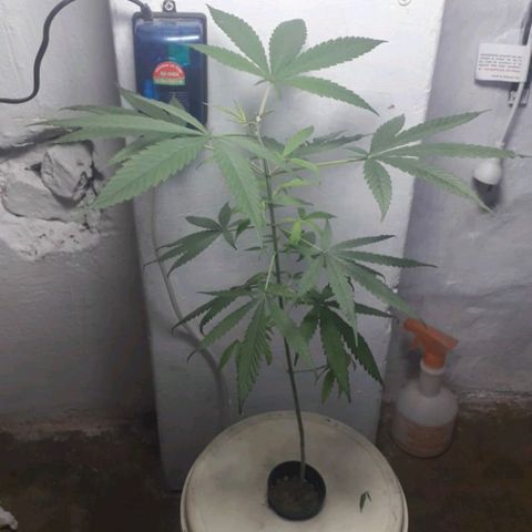 "LA NENA" - HIDROPONICA. growlog photo: DEFOLIACION CON APICALES.
VEGE.