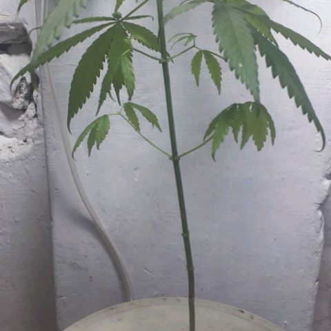 "LA NENA" - HIDROPONICA. growlog photo: DEFOLIACION CON APICALES.
VEGE.