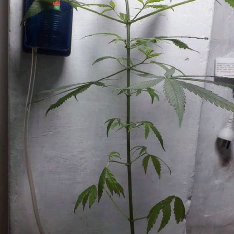 "LA NENA" - HIDROPONICA. growlog photo: DEFOLIACION CON APICALES.
VEGE.