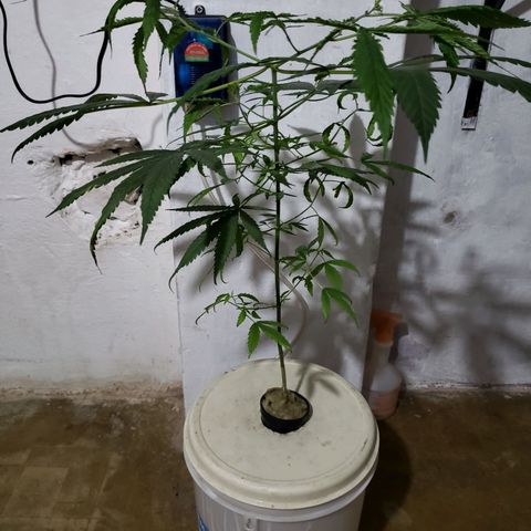 "LA NENA" - HIDROPONICA. growlog photo: Agregado de soluciones C Y D