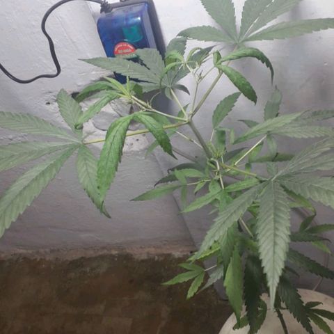 "LA NENA" - HIDROPONICA. growlog photo: Estrés, hojas caidas.
