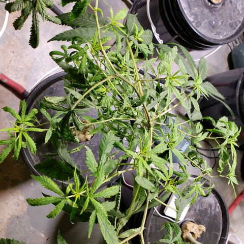 "LA NENA" - HIDROPONICA. growlog photo: CAMBIO DE BALDE Y DE LUCES HACE 5 DIAS.