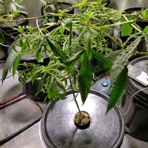 "LA NENA" - HIDROPONICA. growlog photo: CAMBIO DE BALDE Y DE LUCES HACE 5 DIAS.