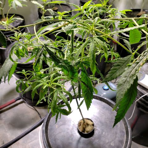 "LA NENA" - HIDROPONICA. growlog photo: CAMBIO DE BALDE Y DE LUCES HACE 5 DIAS.