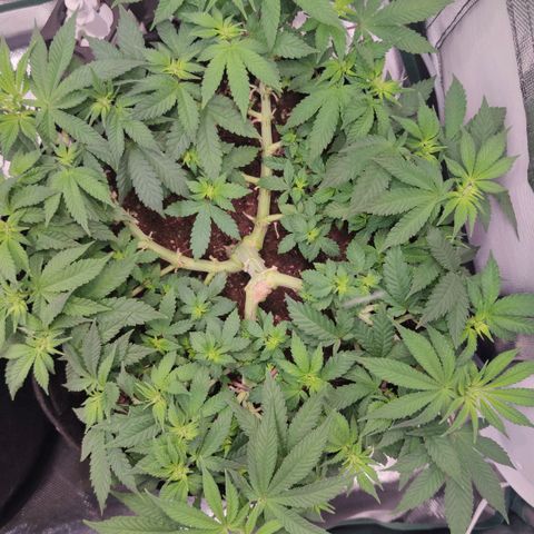 Kush Mintz growlog timeline photo