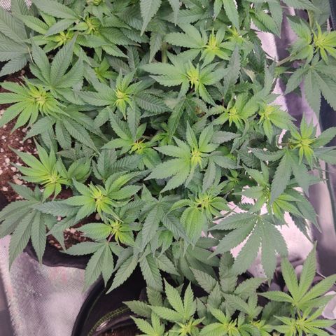 Kush Mintz growlog timeline photo