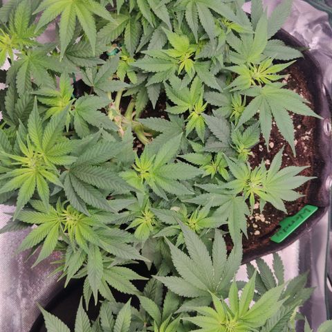 Kush Mintz growlog timeline photo