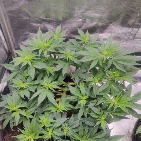 Kush Mintz growlog timeline photo