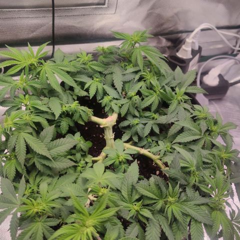 Kush Mintz growlog timeline photo