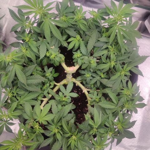 Kush Mintz growlog timeline photo