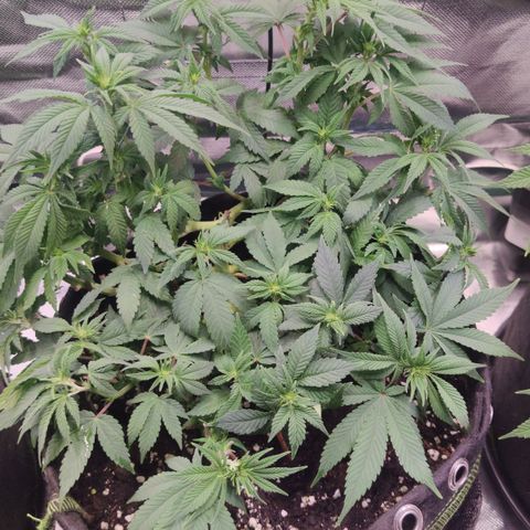 Kush Mintz growlog timeline photo
