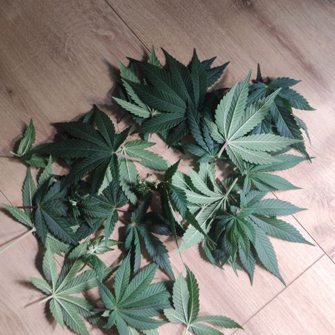 Kush Mintz growlog timeline photo