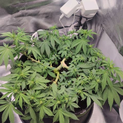Kush Mintz growlog timeline photo