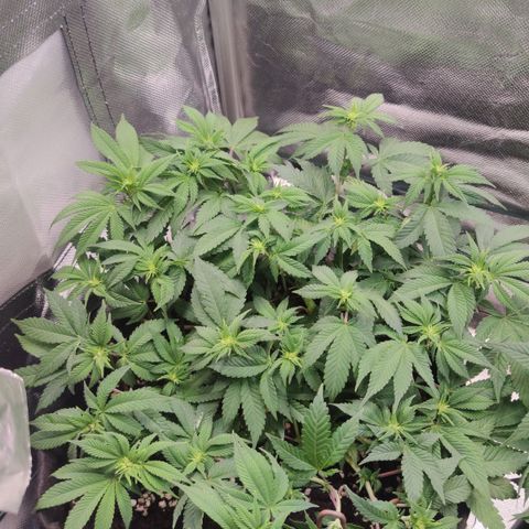 Kush Mintz growlog timeline photo