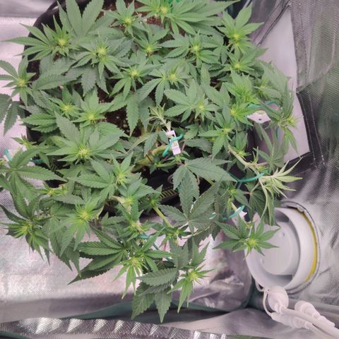 Kush Mintz growlog timeline photo