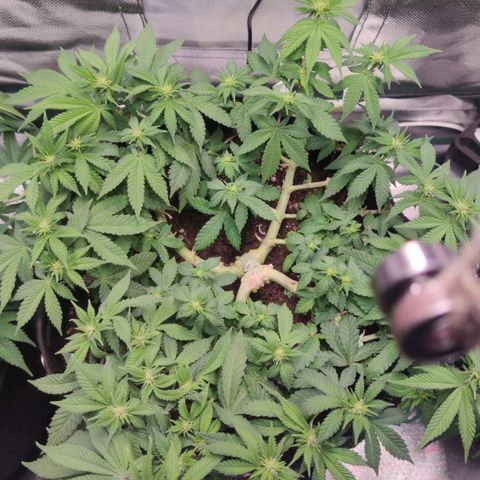 Kush Mintz growlog timeline photo