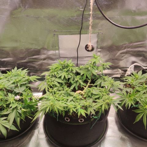 Kush Mintz growlog timeline photo
