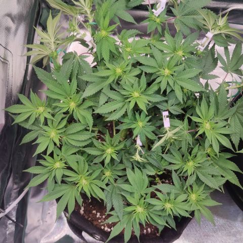 Kush Mintz growlog timeline photo
