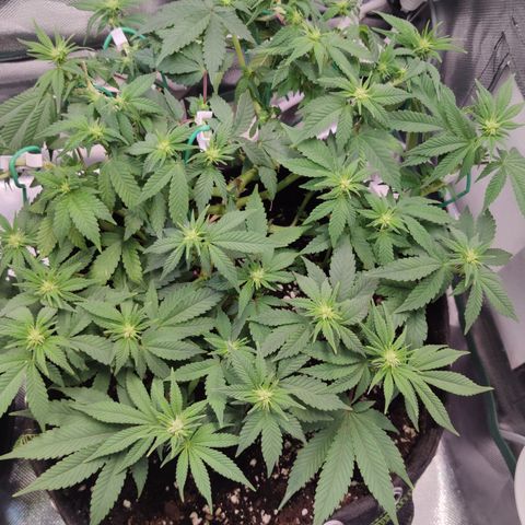 Kush Mintz growlog timeline photo