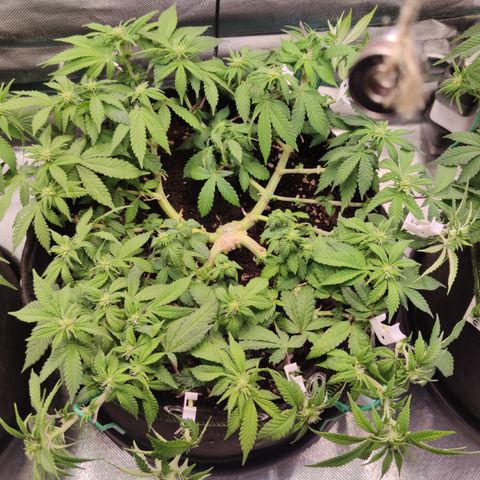 Kush Mintz growlog timeline photo