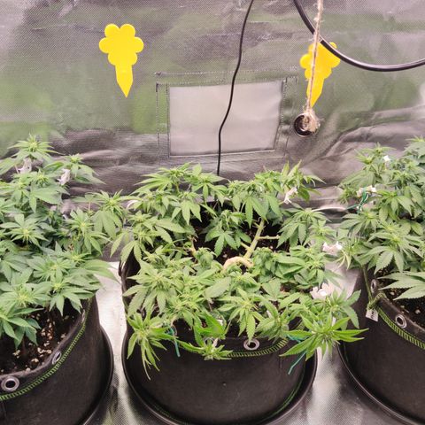 Kush Mintz growlog timeline photo