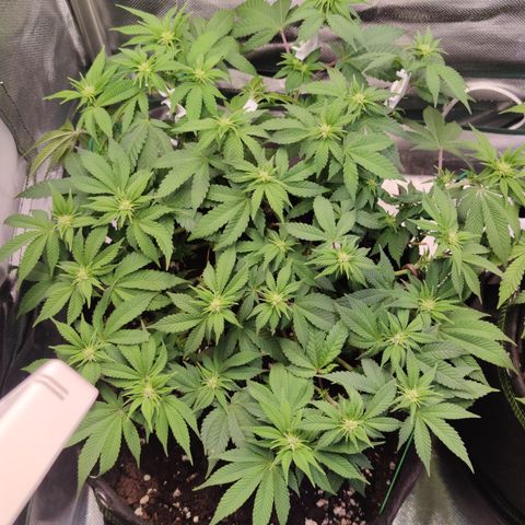 Kush Mintz growlog timeline photo