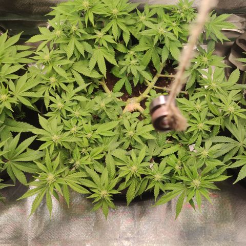 Kush Mintz growlog timeline photo