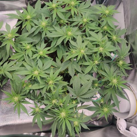 Kush Mintz growlog timeline photo