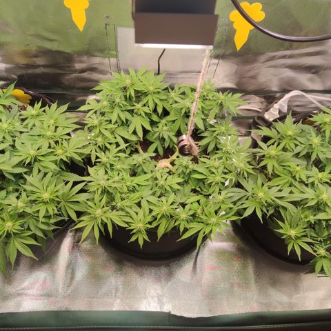 Kush Mintz growlog timeline photo