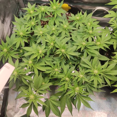 Kush Mintz growlog timeline photo