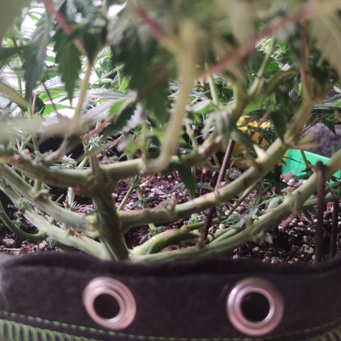 Kush Mintz growlog timeline photo