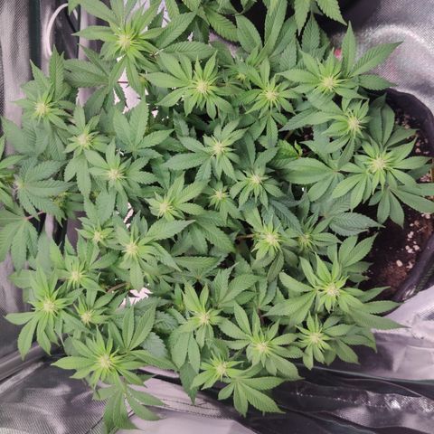 Kush Mintz growlog timeline photo