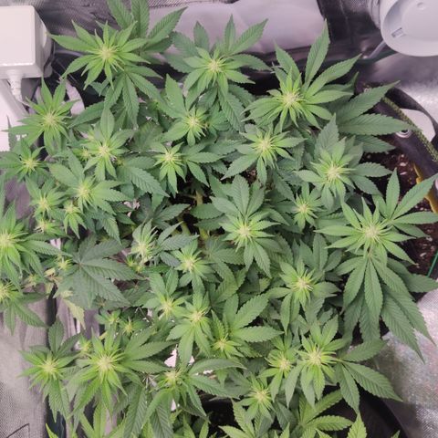 Kush Mintz growlog timeline photo