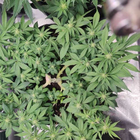 Kush Mintz growlog timeline photo