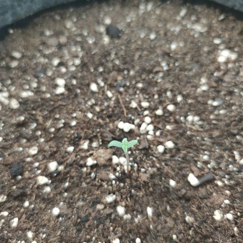 Super Lemon Haze Automatic growlog timeline photo