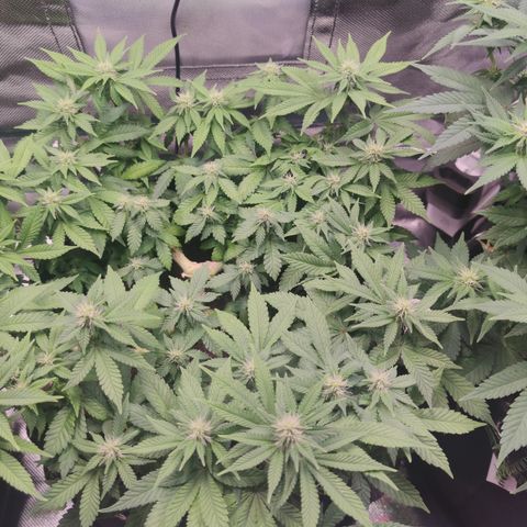 Kush Mintz growlog timeline photo