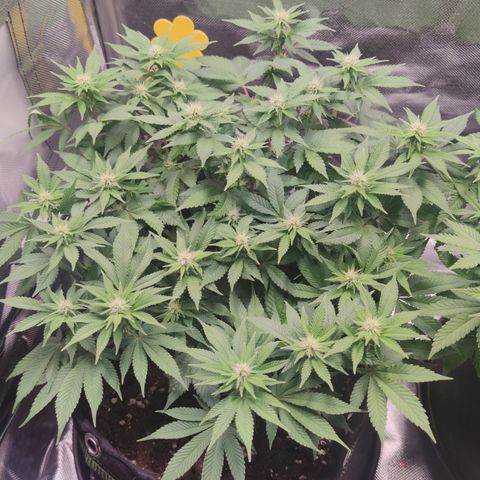Kush Mintz growlog timeline photo