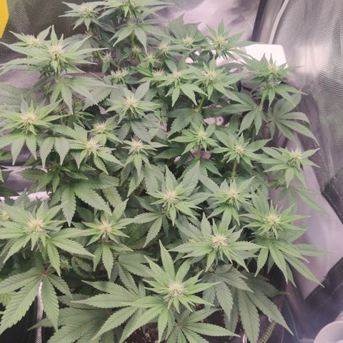 Kush Mintz growlog timeline photo