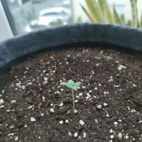 Super Lemon Haze Automatic growlog timeline photo