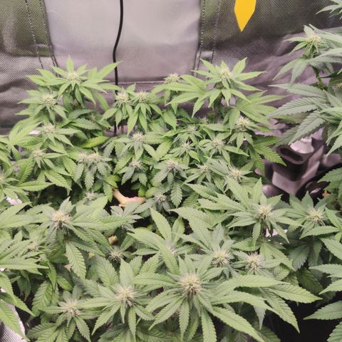 Kush Mintz growlog timeline photo