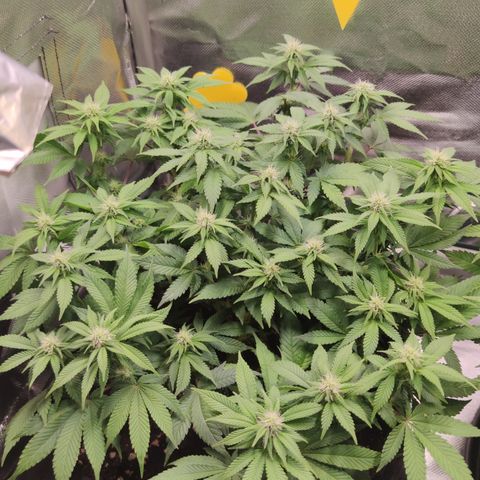 Kush Mintz growlog timeline photo