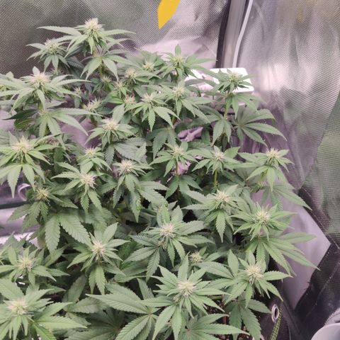 Kush Mintz growlog timeline photo