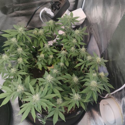 Kush Mintz growlog timeline photo