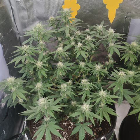 Kush Mintz growlog timeline photo