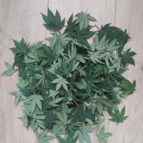 Kush Mintz growlog timeline photo