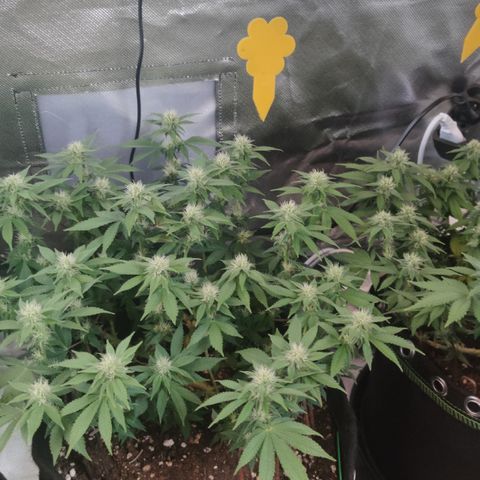 Kush Mintz growlog timeline photo
