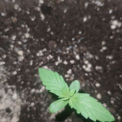 Super Lemon Haze Automatic growlog timeline photo