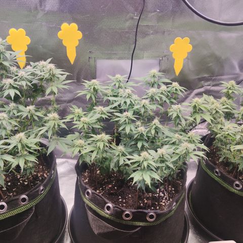 Kush Mintz growlog timeline photo