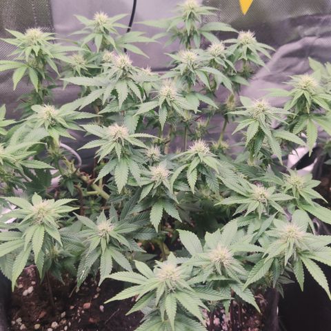 Kush Mintz growlog timeline photo
